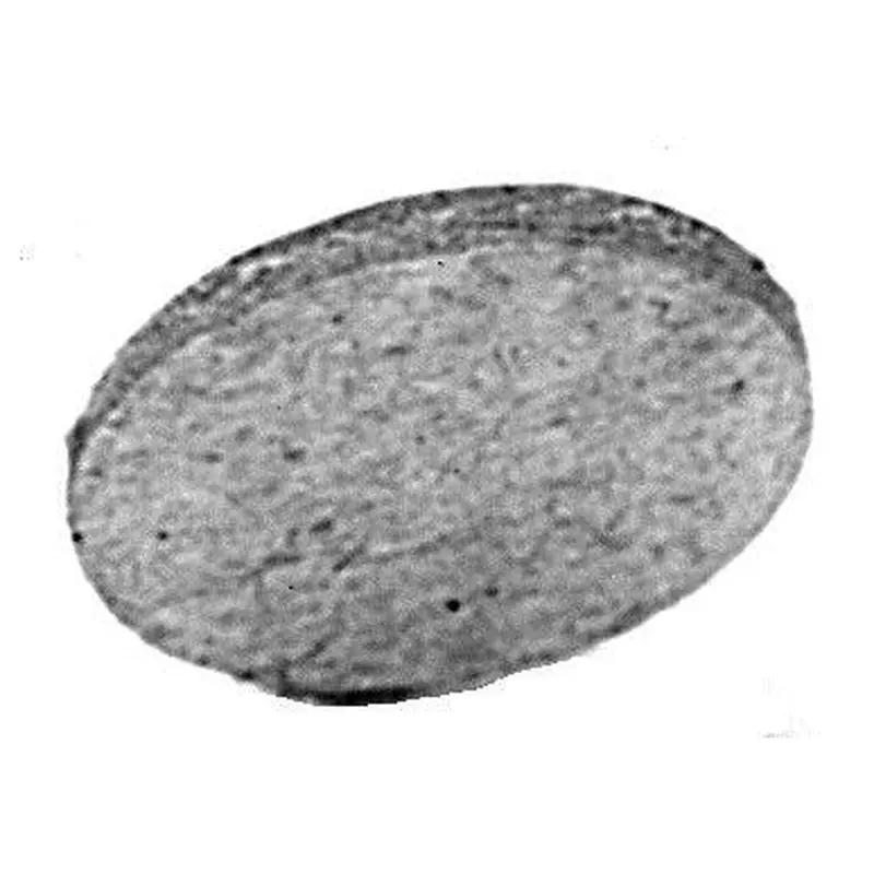 C.S. Osborne #30 Cardboard Wad 50Gr